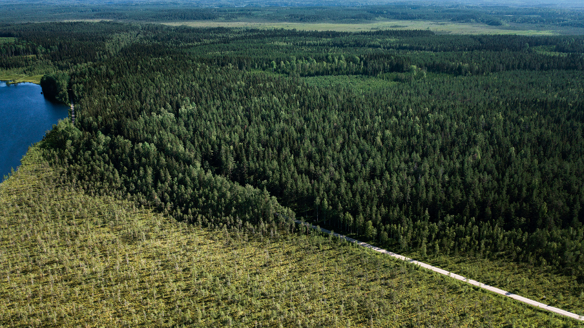 Metsät ovat Suomen tulevaisuus 