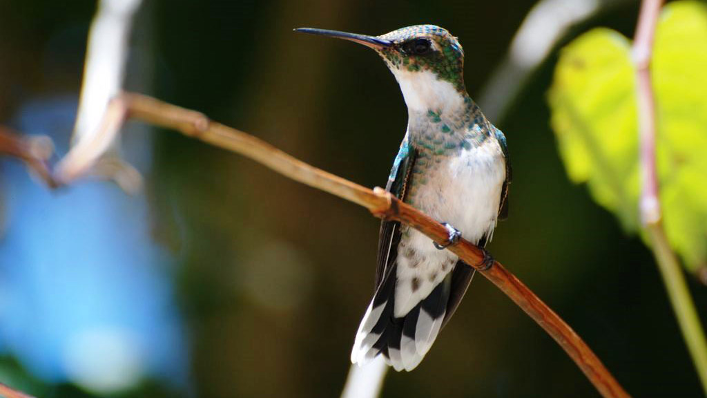 Protecting biodiversity in Uruguay | UPM.COM