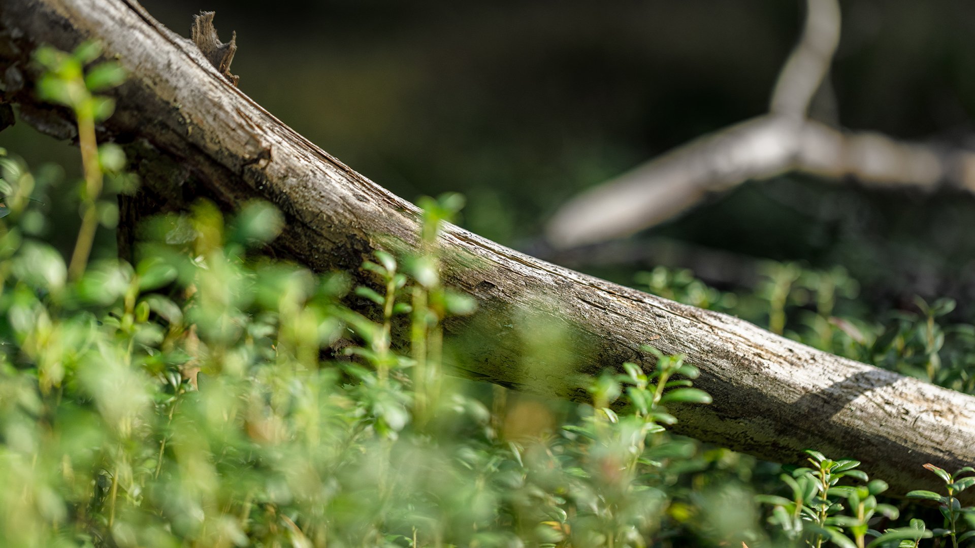 Forest Management | UPM.COM